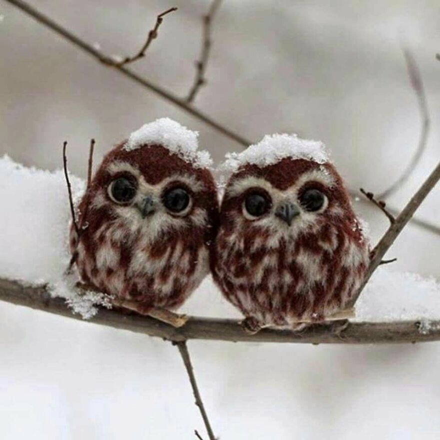 I Collect Pictures Of Funny Owls And These Are My Favorites