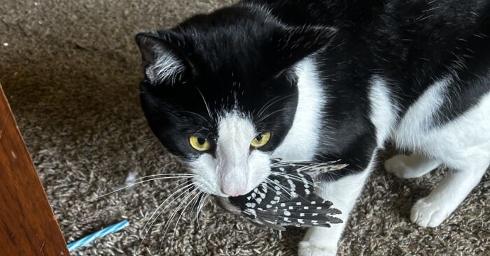 Hey Pandas, What Did Your Cat Bring You Today? (Closed)