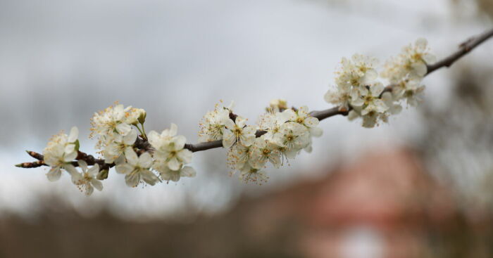 Hey Pandas, Your Most Beautiful Photo Of A Tree In Bud