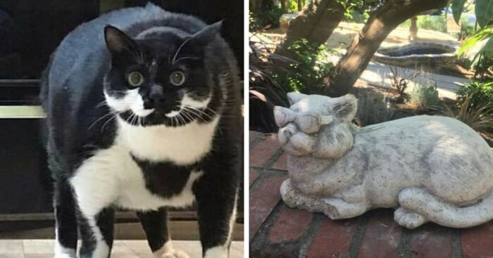 I Collected Cat Memes To Get You Through Today (16 Pics)