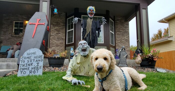 Our Dog Poses With Neighbors’ Halloween Decorations (14 Pics)