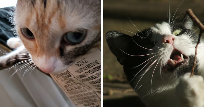 Hey Pandas, Show Your Pet “Taking A Selfie” (Closed)