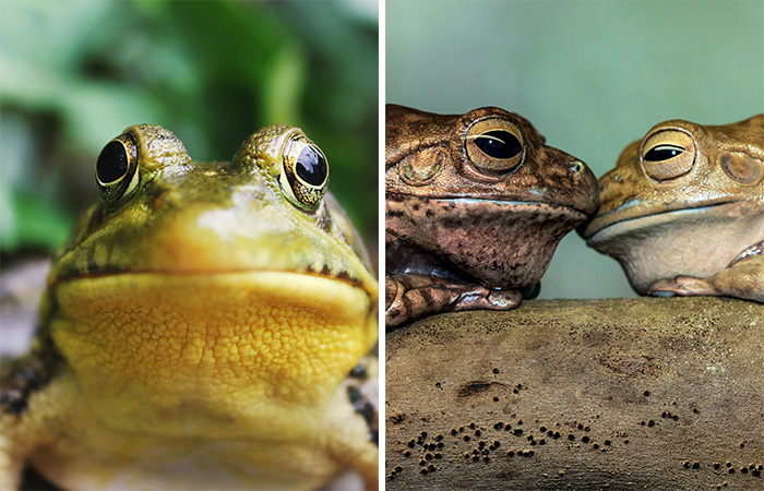 “Girl, Same”: Female Frogs Will Do Anything – Even Fake Death – To Avoid Males, Study Shows