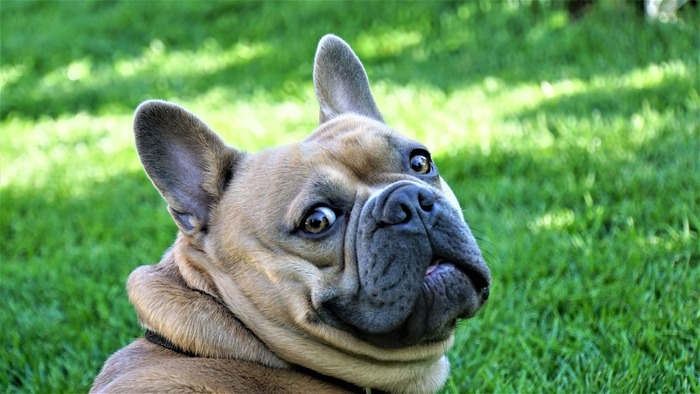A French Bulldog looking back while sitting on green grass, related to keeping dogs from pooping in the yard. A French Bulldog looking back while sitting on green grass, related to keeping dogs from pooping in the yard.
