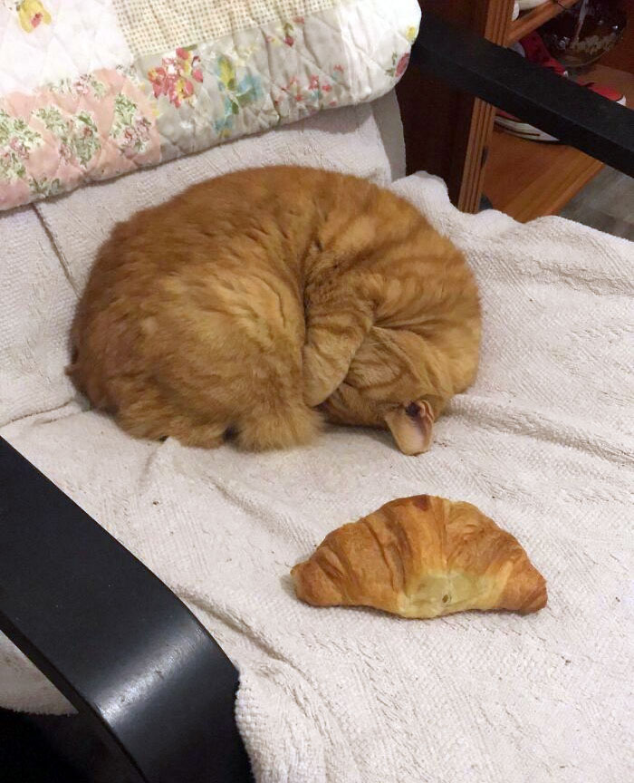 I No Longer Have A Cat, Just Two Croissants