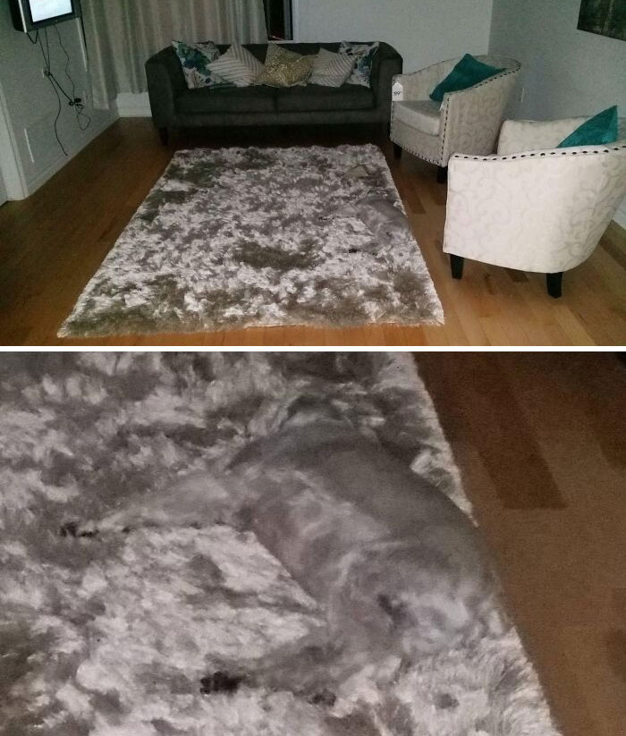 My Wife And I Were Quite Happy About Our New Rug Purchase. Sadly, Though, Our Dog Ran Away The Same Day