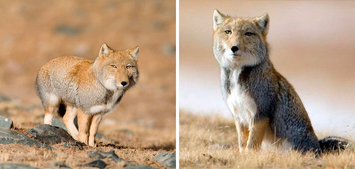 The Tibetan Fox Looks Like Someone Tried To Draw It From Memory