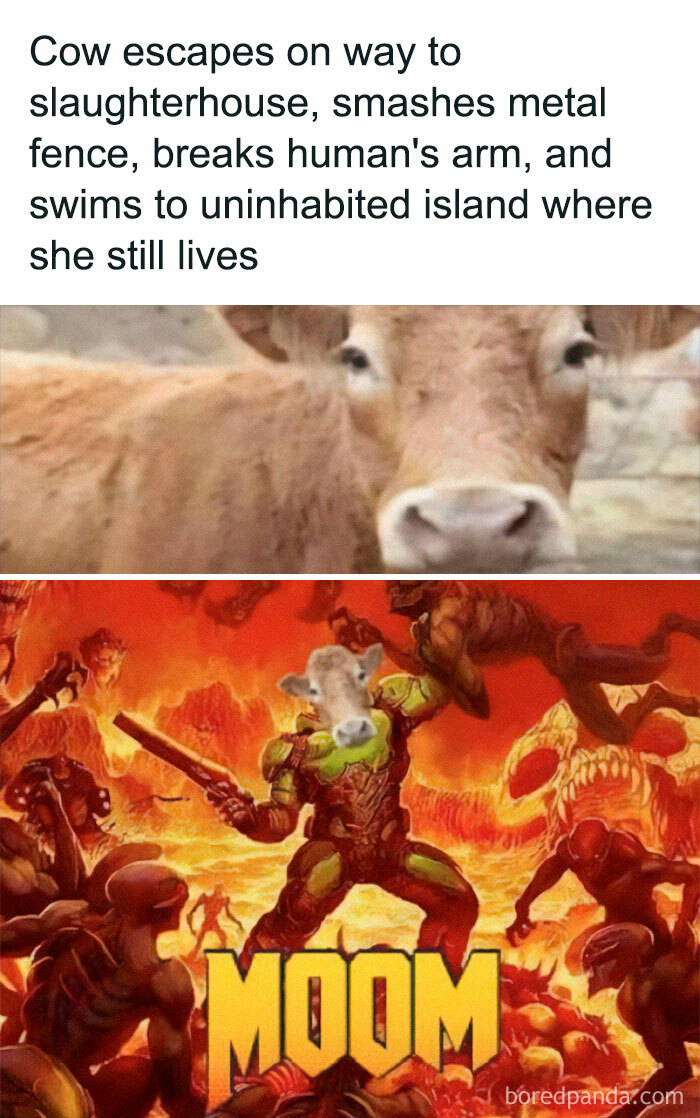 Moom Slayer, Escaper Of Slaughterhouses