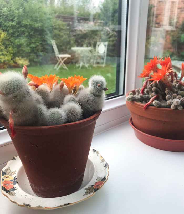 This Cactus That Looks Like A Bird