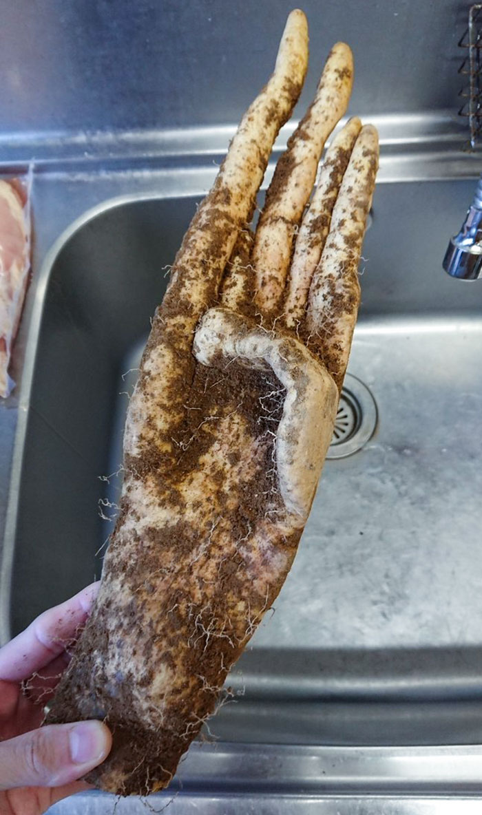 This Yam That Looks Like A Human Hand