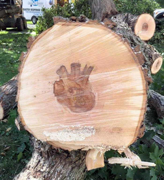 The "Heartwood" Of This Tree Is Shaped Like A Human Heart