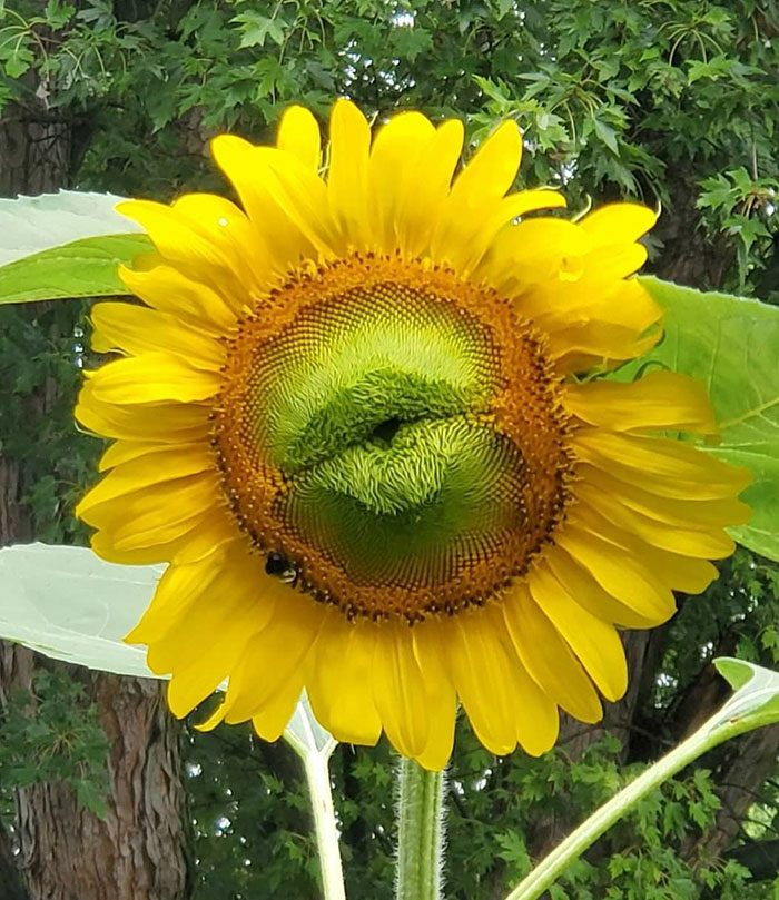This Sunflower With Lips