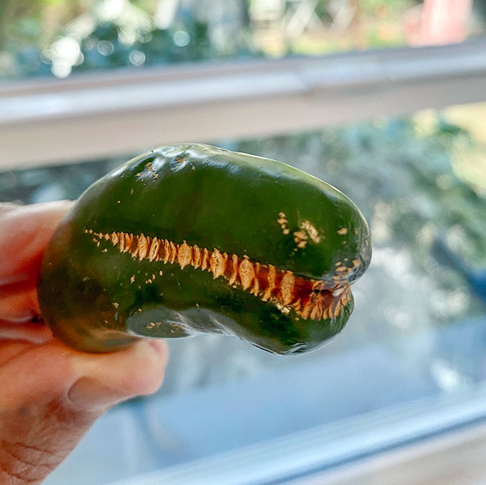 This Jalapeno Looks Like A T-Rex