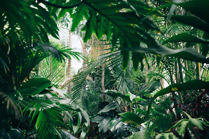 jungle plants