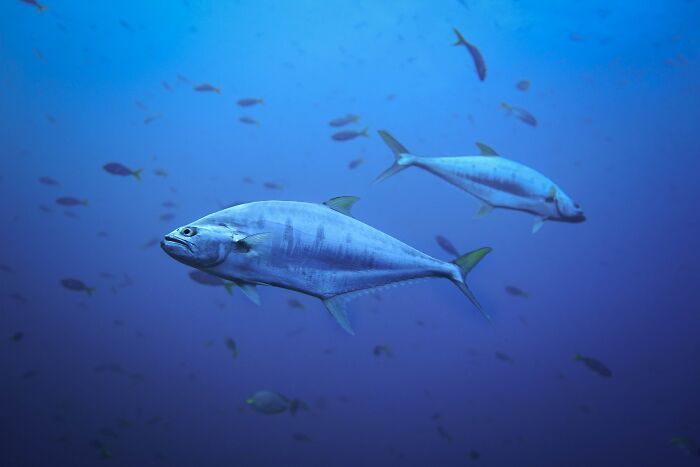 Tuna in sea swimming