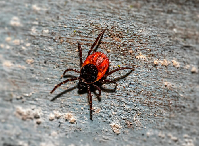 Red tick on the ground
