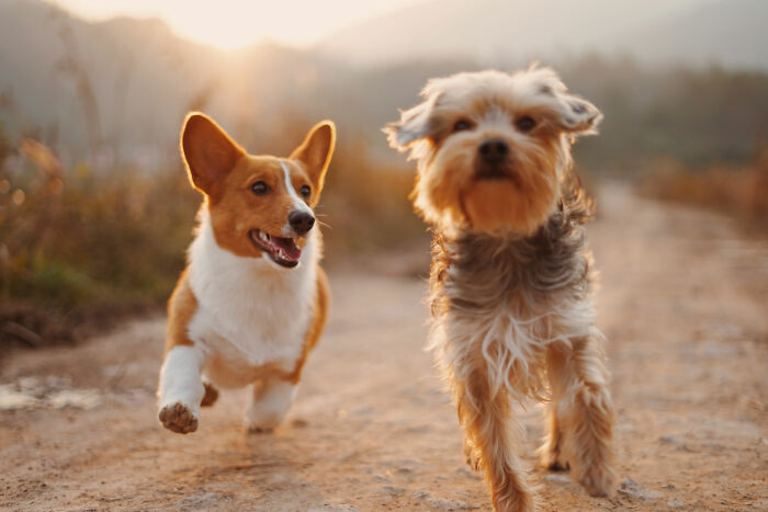 Two brown and white dogs running and playing
