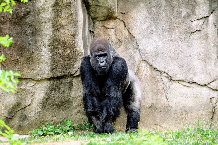Black gorilla walking