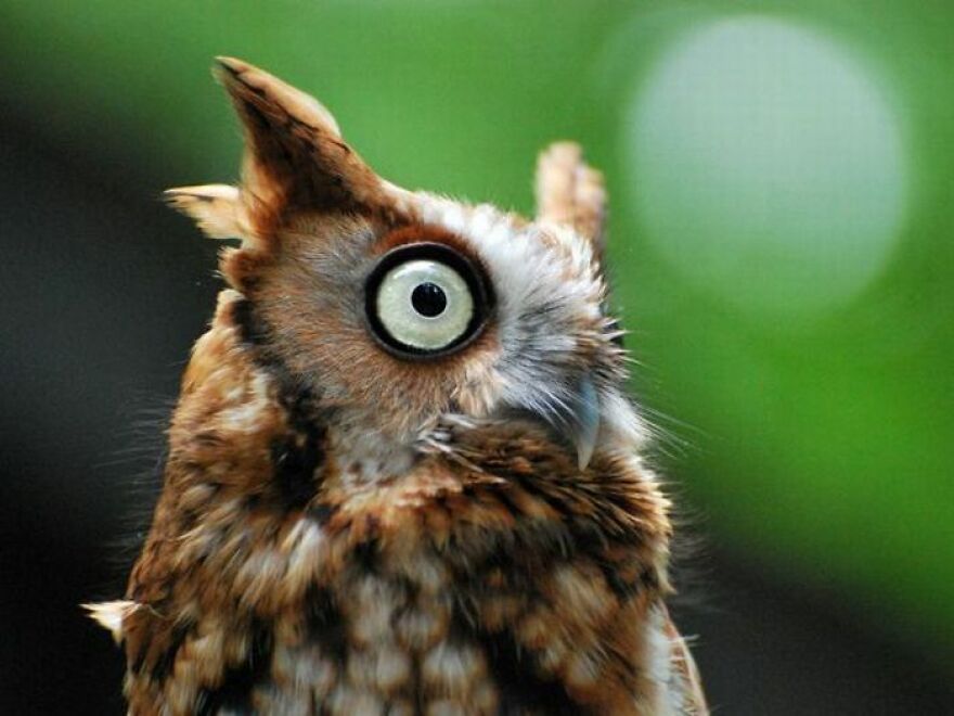 I Collect Pictures Of Funny Owls And These Are My Favorites