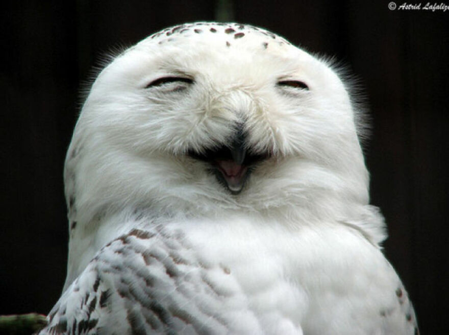 I Collect Pictures Of Funny Owls And These Are My Favorites