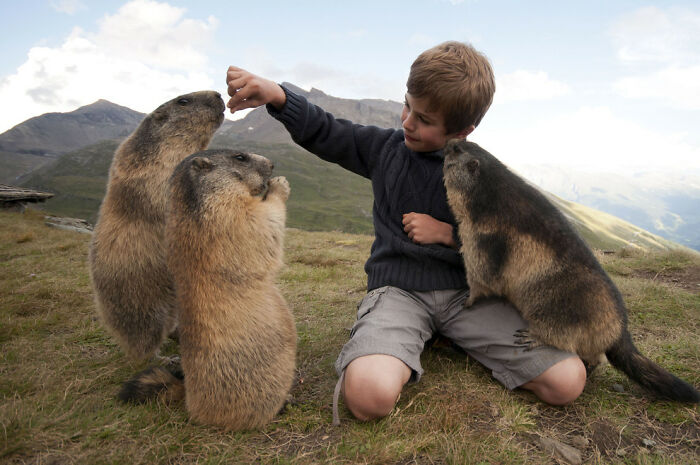 Austria - Marmots