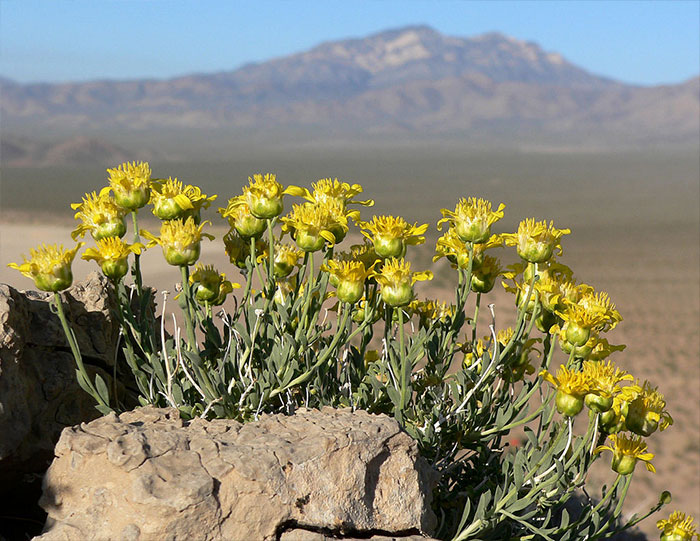 Flowers growing in desert