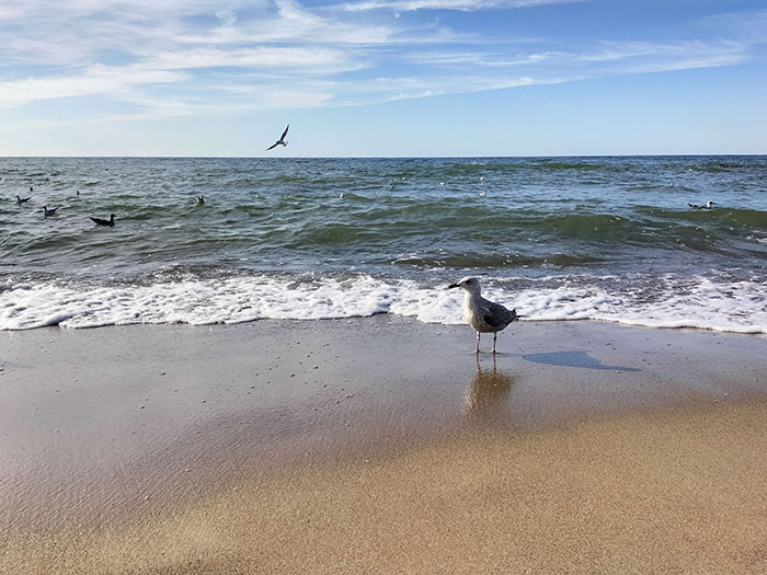 Photo of sea and birds