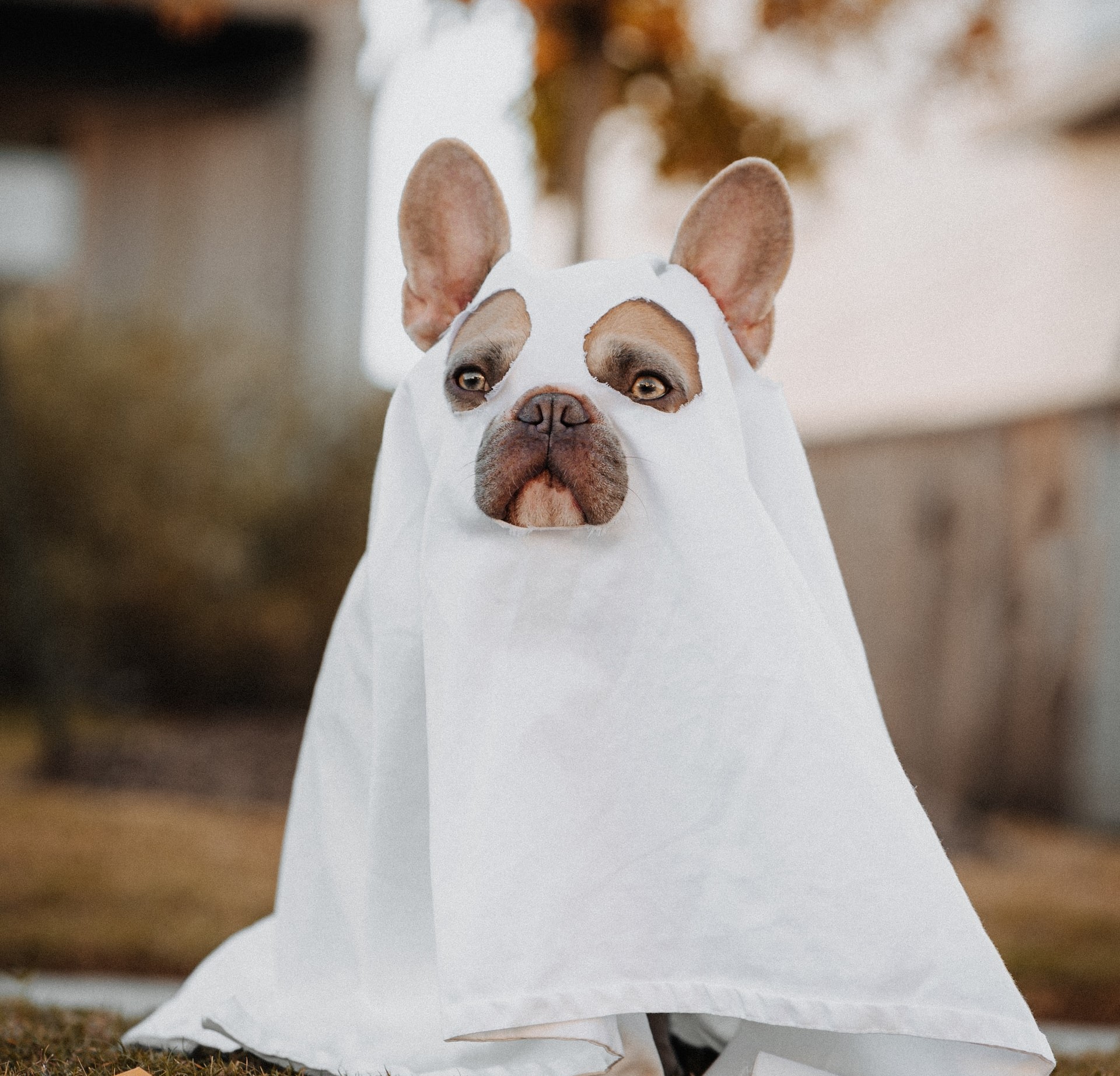 A dog dressed as a ghost for Halloween, with a sheet covering its body while standing outdoors. A dog dressed as a ghost for Halloween, with a sheet covering its body while standing outdoors.