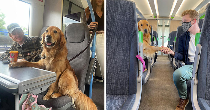 This Adorable Golden Retriever Dog Enjoys Making New Friends On Train Rides