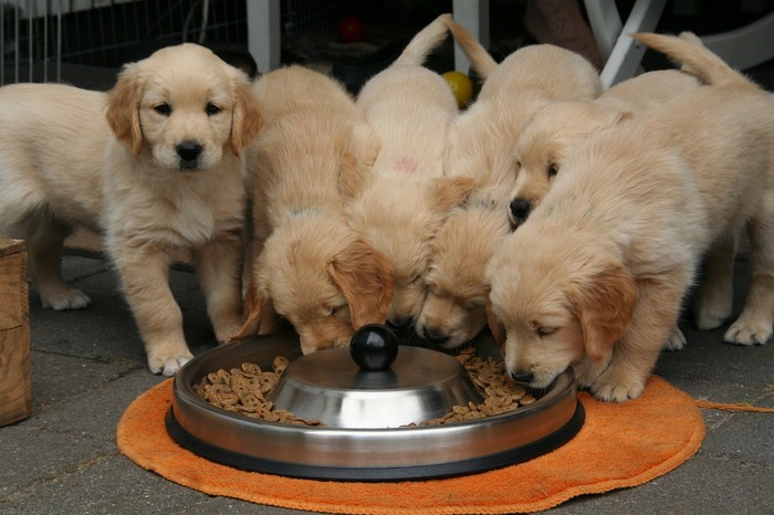 golden retriever puppies are eating all together from one 