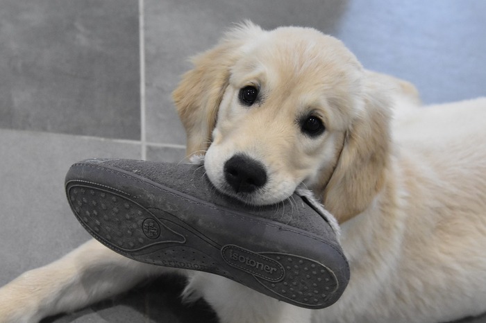golden retriever with a shoe in its mouth