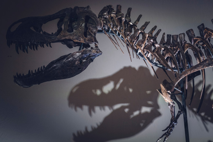 T-rex skeleton 
