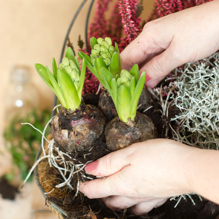 A person holding flower bulbs 