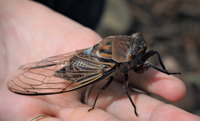 A person holding a cicada 
