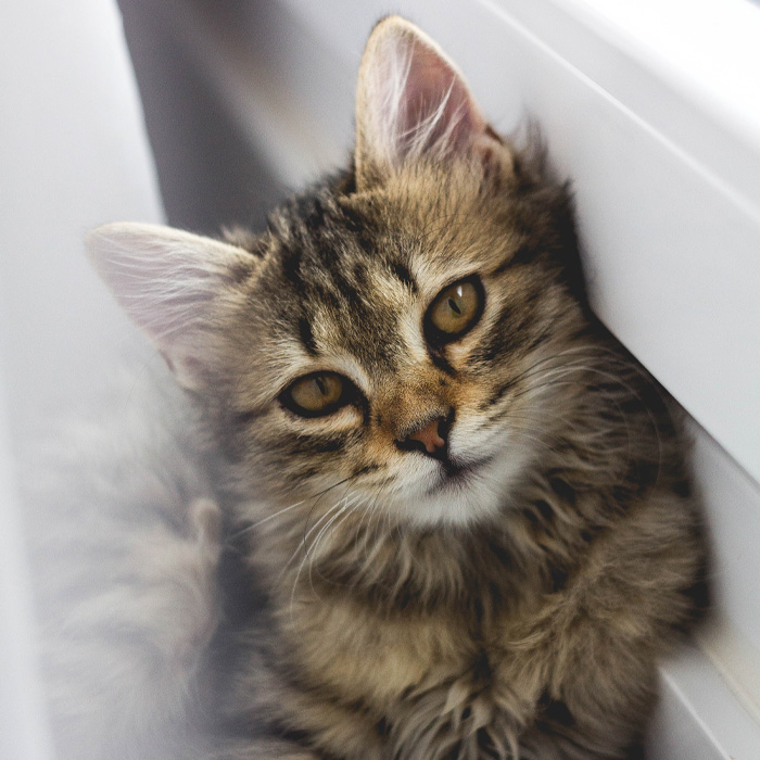 Gray tabby cat leaning on white wall