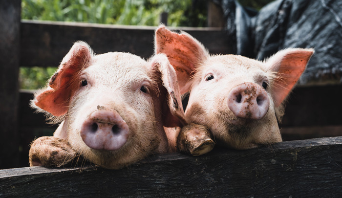 Two pigs are standing 