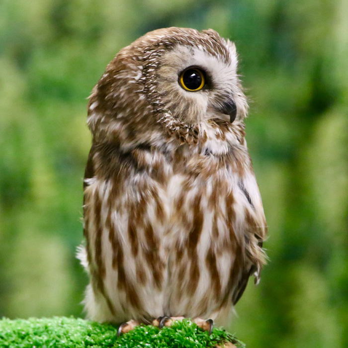 Brown owl on the tree branch 