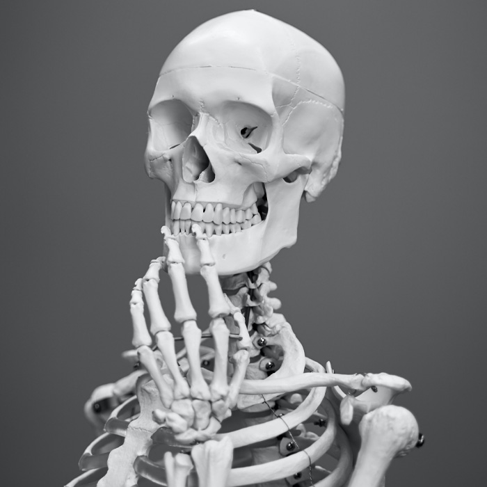Skeleton on the grey background 