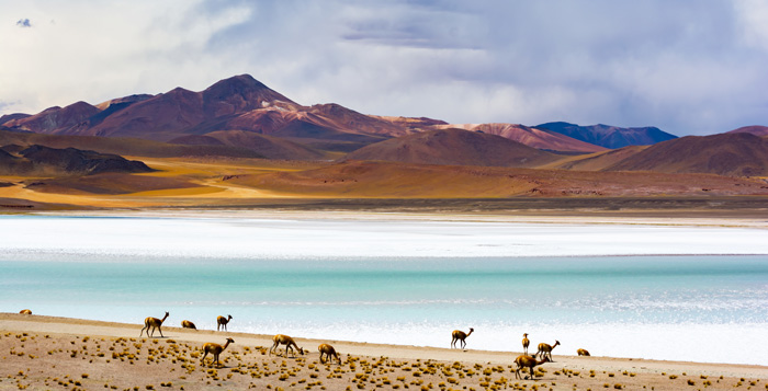 Camels grazing on the shores of the Tuyajto lagoon