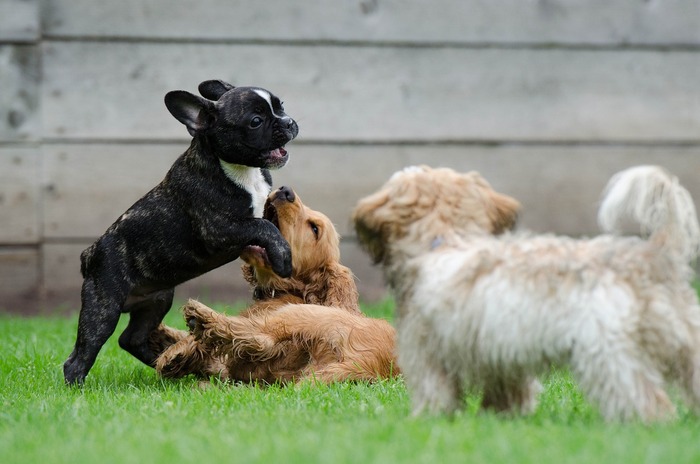 a group of dogs of different breeds are playing
