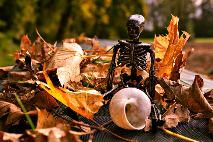 Small skeleton with shell and leaves