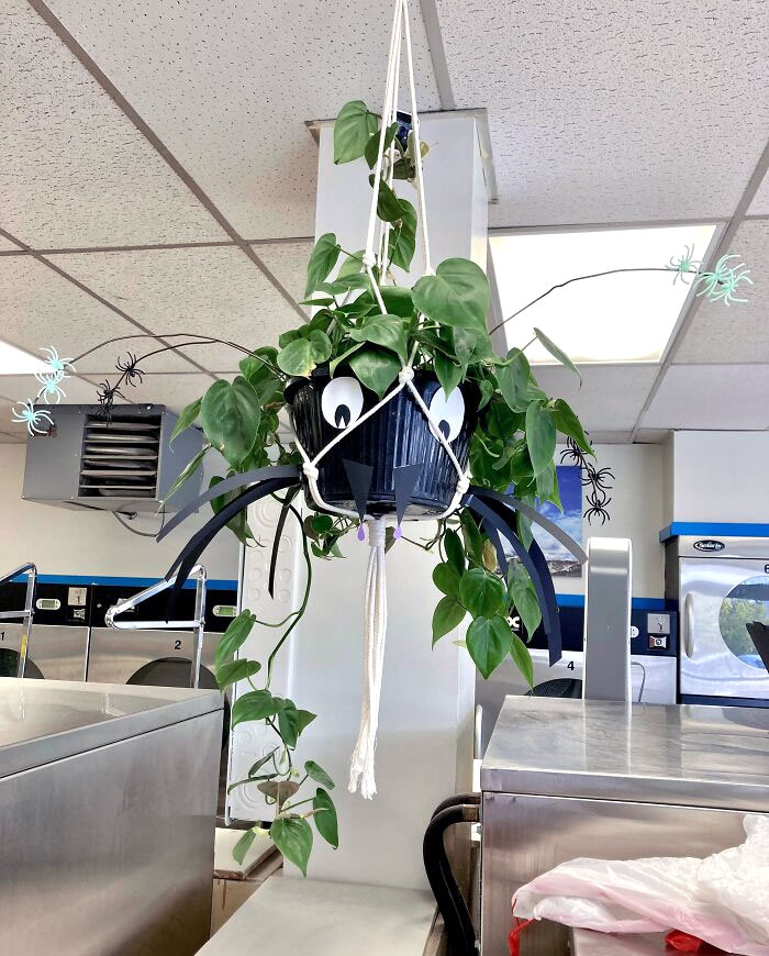 Phil Is A Spider (Plant) For Halloween This Year