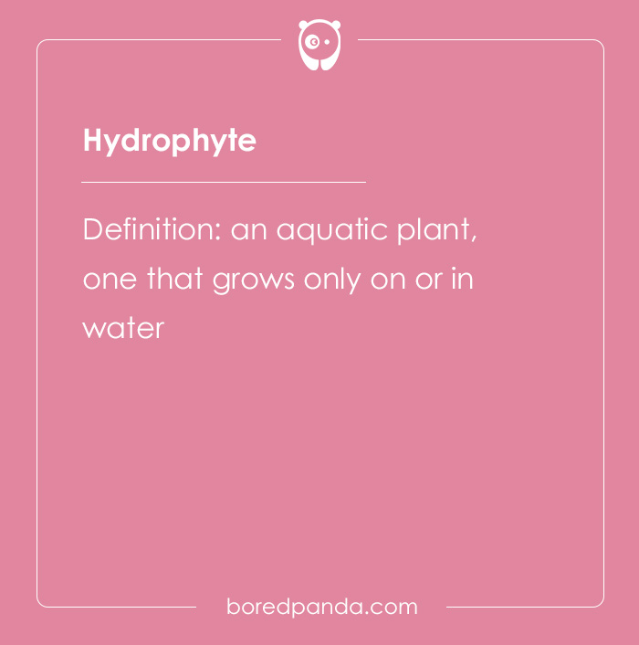 Hydrophyte definition card from hard spelling bee words, describing an aquatic plant that grows in water.