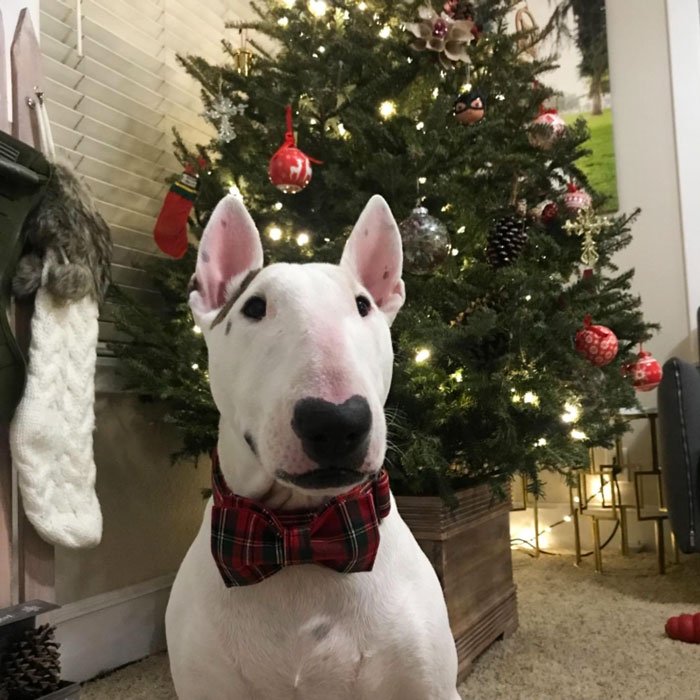 A dog bowtie in festive tartan plaid, for when they need to dress up for a holiday cocktail party (aka sitting on your lap, watching Great British Bake Off holiday specials with you).