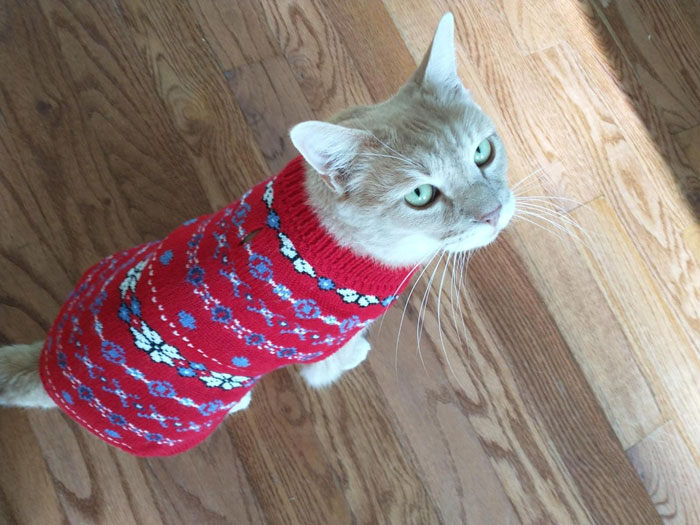 A cat sweater with a snowflake print, so your cat can focus on all the precious holiday memories you're making, instead of the draft in your perma-chilly apartment.