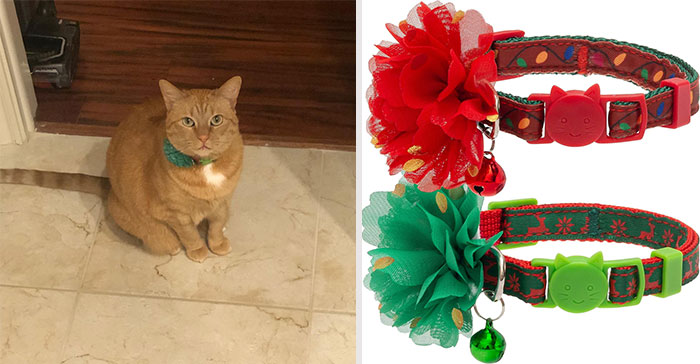 A pair of breakaway holiday cat collars with festive designs, bells, and flowers, for a simple-yet-sassy holiday photo shoot look.