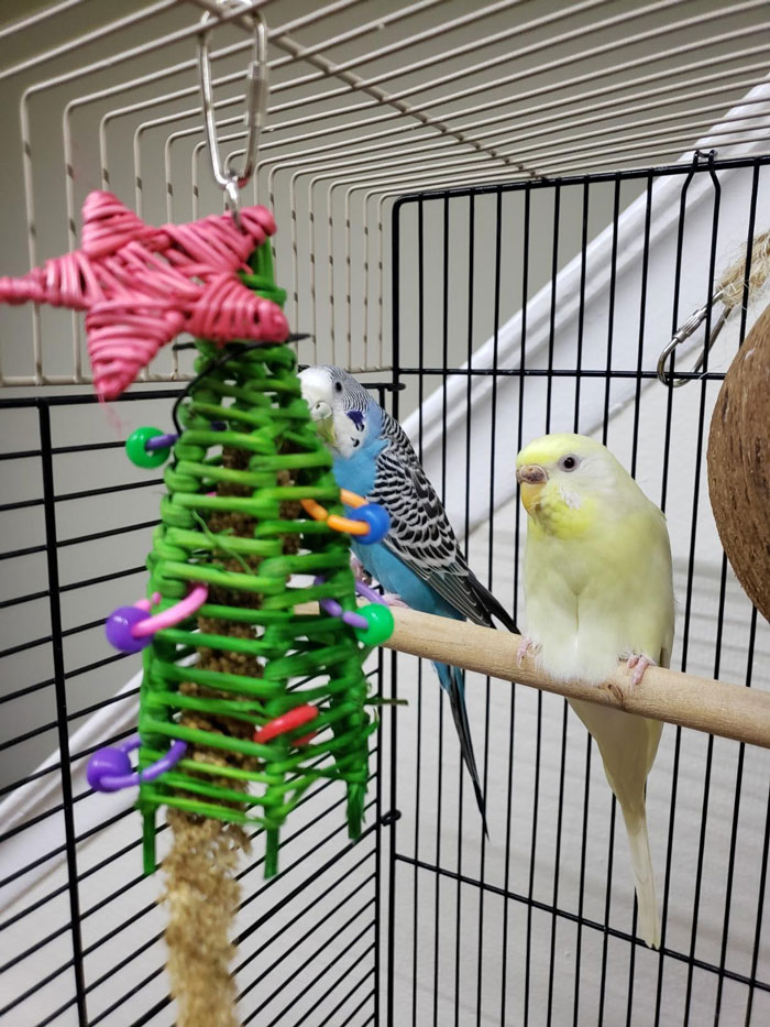 A mini-tree toy for parakeets, parrotlets, cockatiels, and other small birds who put "All I Want For Christmas Is You" on repeat (or, I mean, they would, if they had an iPhone...and thumbs).