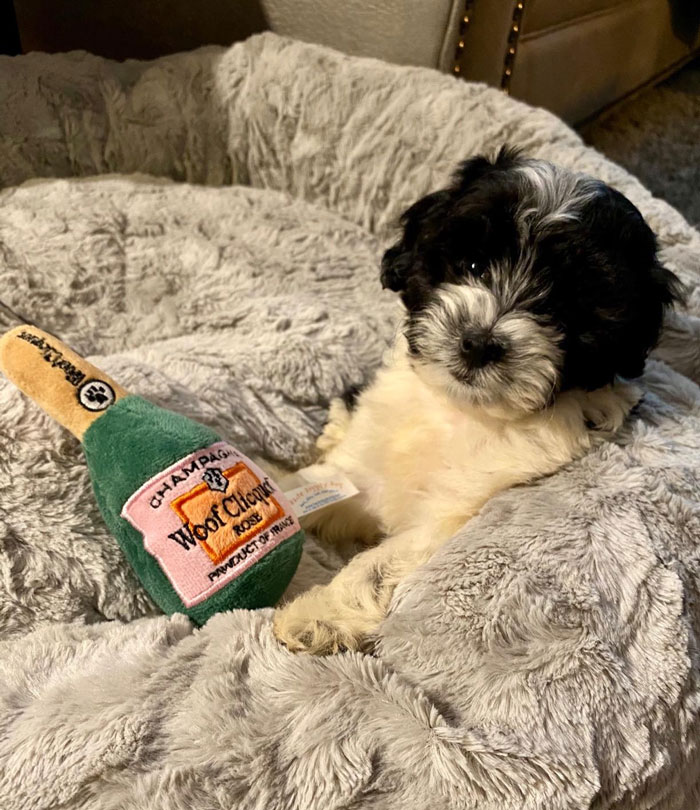 A (plush squeaker toy) bottle of champagne for toasting the new year, because you and your fur baby can feel it — 2024 is gonna be a good one.