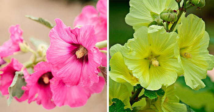 How To Plant And Care For Vibrant Hollyhocks In Your Garden