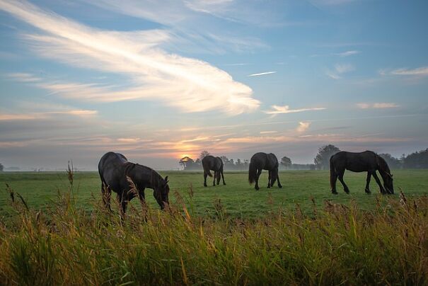 Friesland: A Unique Dutch Province Friesland: A Unique Dutch Province